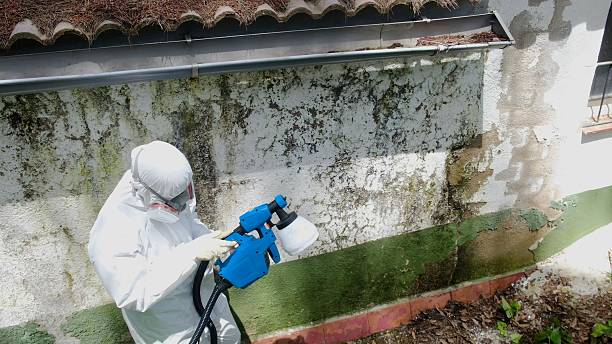 Trusted Crawl Space Mold Removal service in River Forest, IL - Cheap Mold Removal